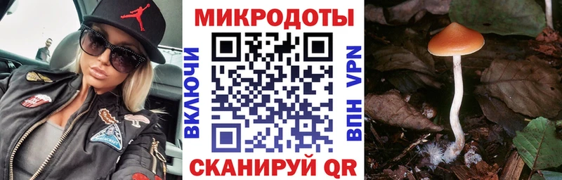 как найти наркотики  Камешково  Псилоцибиновые грибы Psilocybine cubensis 